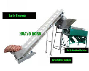 Automatic Garlic Splitting and Sorting Machines - Agro Machine Manufacturer