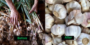 https://www.zzhuayo.com/wp-content/uploads/2021/08/Garlic-Bulb-after-root-cutting-300x150.jpg