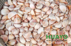 Garlic Clove Separator Machine Supplier for Splitting Garlic Efficiently